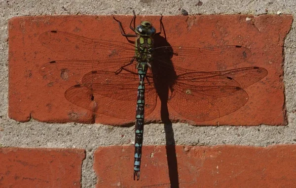 MosaikjungferBlGr03_cp.webp