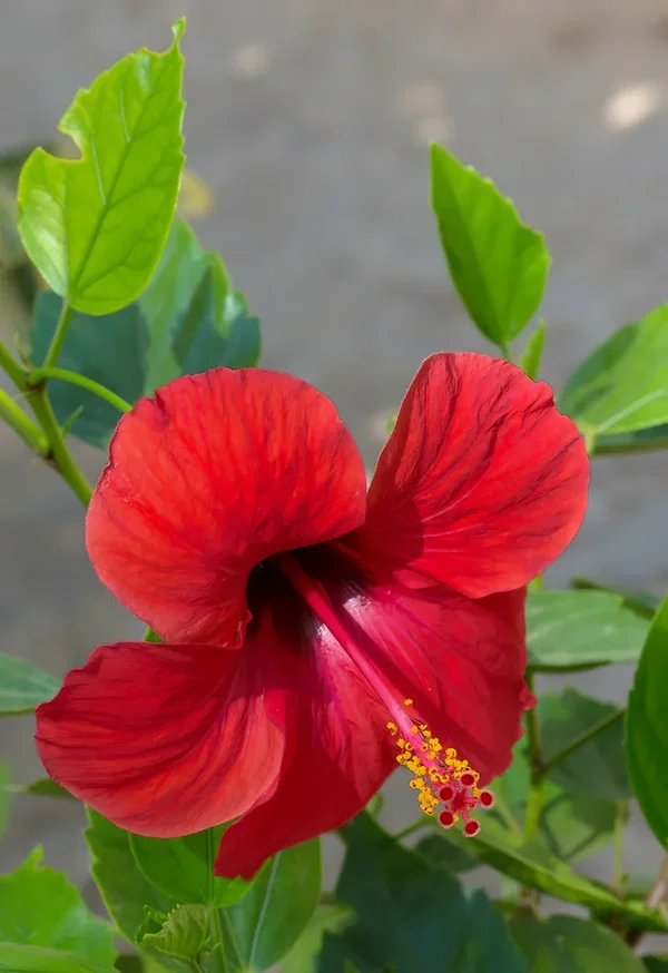Chinesischer Roseneibisch (Hibiscus rosa-sinensis)_20120827.webp