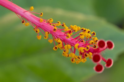 Columna der chinesischen Roseneibisch (Hibiscus rosa-sinensis)_20120827.JPG