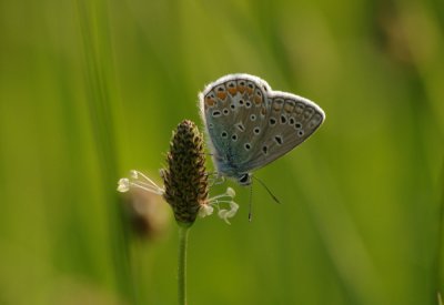 Bläuling04_cp.jpg