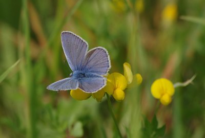 Bläuling05_cp.jpg