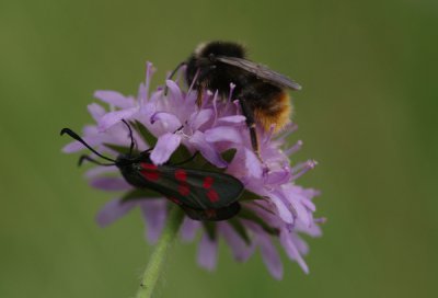 Blutströpfchen_Hummel_cp.jpg