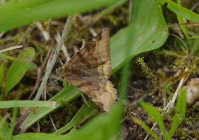 NFalter01_cp.jpg NFalter01_cp.jpg