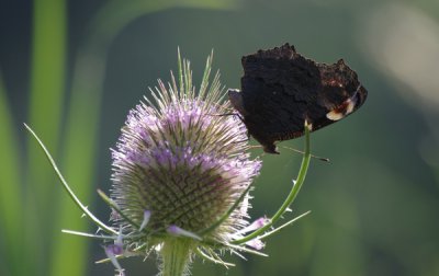 Tagpfauenauge1_Karde_cp.jpg Tagpfauenauge1_Karde_cp.jpg