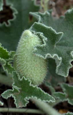 Spritzgurke_Frucht_20120904.JPG