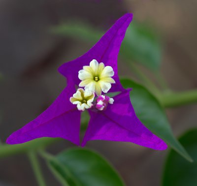 Bougainvillea_20120904_2.JPG