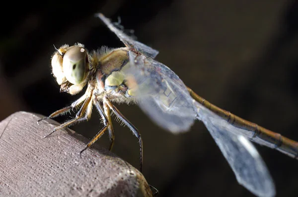 libelle.webp