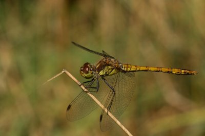 2012-09-08_11.51.18_IMGP6533_pf.jpg