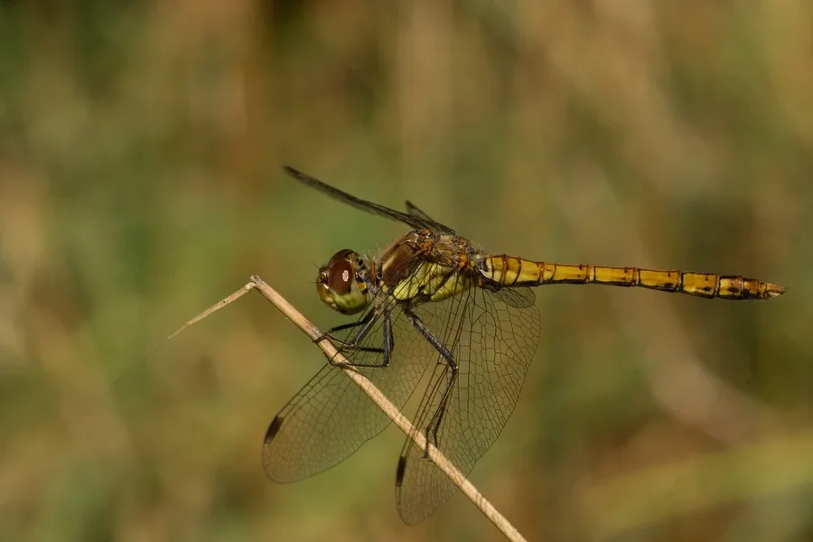 2012-09-08_11.51.18_IMGP6533_pf.webp