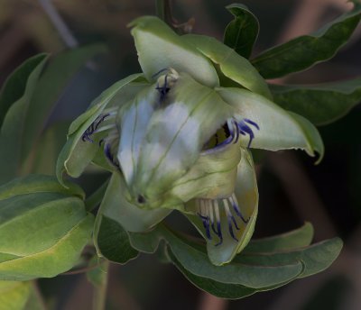 Das-Gesicht-der-Passionsblume.jpg