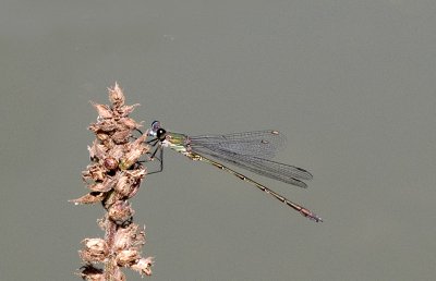 IMGP1440 Kopie 2.jpg