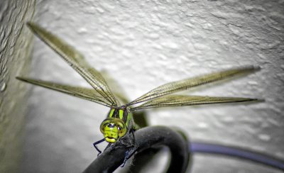 20120909-PICA8466-Bearbeitet-Bearbeitet.jpg