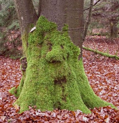 Waldschrat1-1_cp.jpg