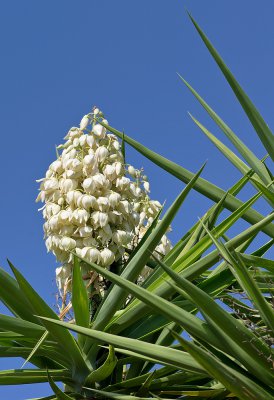 Yucca_20120911.JPG