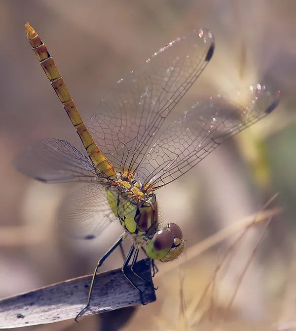 blutrote_Heidelibelle.webp