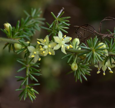 Spitzblättriger Spargel_(Asparagus acutifolius).JPG