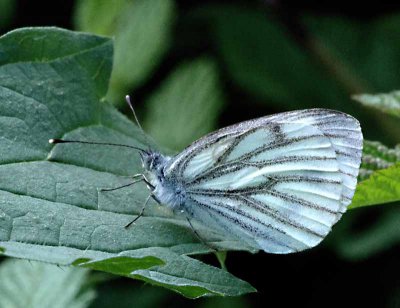 IMGP2101 Kopie.jpg IMGP2101 Kopie.jpg