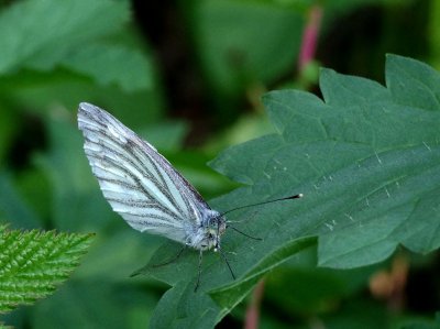 IMGP2111 Kopie 1.jpg IMGP2111 Kopie 1.jpg