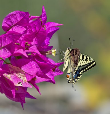 Schwalbenschwanz_20120915.JPG Schwalbenschwanz_20120915.JPG