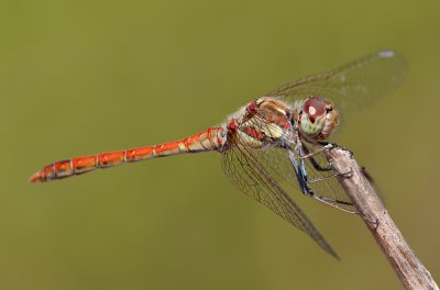 Grosse-Heidelibelle-300mm_a.jpg