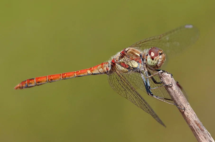 Grosse-Heidelibelle-300mm_a.webp