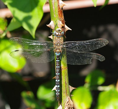 IMGP9016_bearbeitet-1.jpg