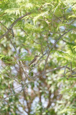 comp_Mallorca ok 171.jpg comp_Mallorca ok 171.jpg