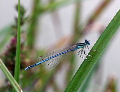 IMGP1685 Kopie 800.jpg IMGP1685 Kopie 800.jpg