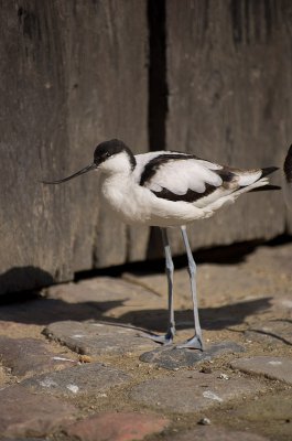 IMGP4166.jpg IMGP4166.jpg