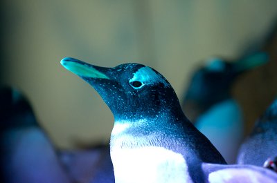 IMGP4184.jpg IMGP4184.jpg