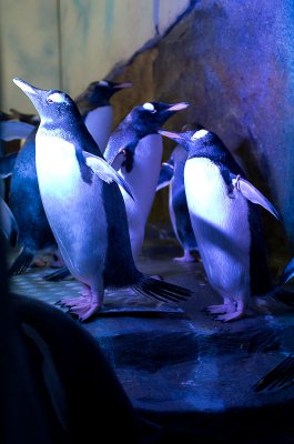 IMGP4187.jpg IMGP4187.jpg