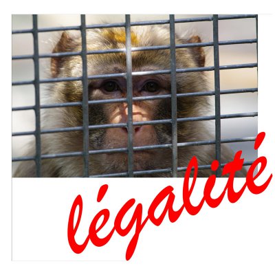 legalite-klein.jpg