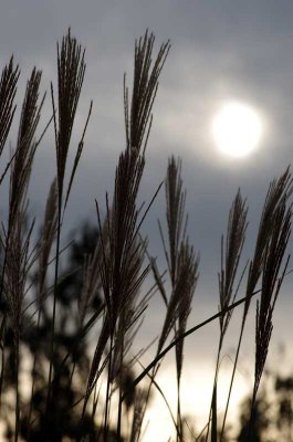 IMGP2540 Kopie roh.jpg