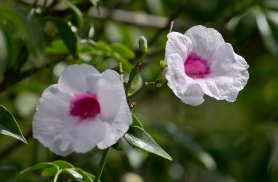 Jasmintrompete (Pandorea jasminoides)_20120923.JPG