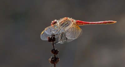 Blutrote Heidelibelle (Sympetrum sanguineum)_20120925.JPG