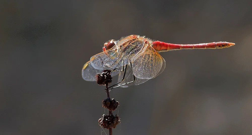 Blutrote Heidelibelle (Sympetrum sanguineum)_20120925.webp