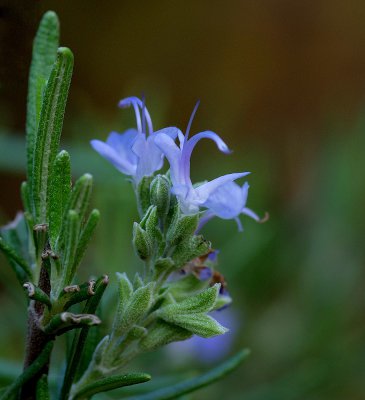 Rosmarin_20120928.JPG