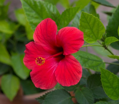 Hibiskus_20120928.JPG