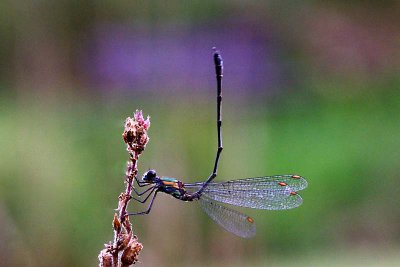 IMGP0390 Kopie.jpg IMGP0390 Kopie.jpg