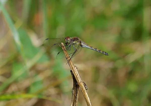 comp_gr Heidelibelle.webp