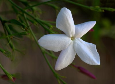 Jasmin_20120930.JPG
