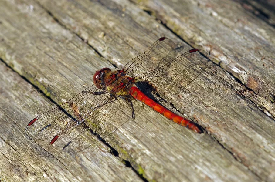 comp_Sumpf-Heidelibelle (1).webp