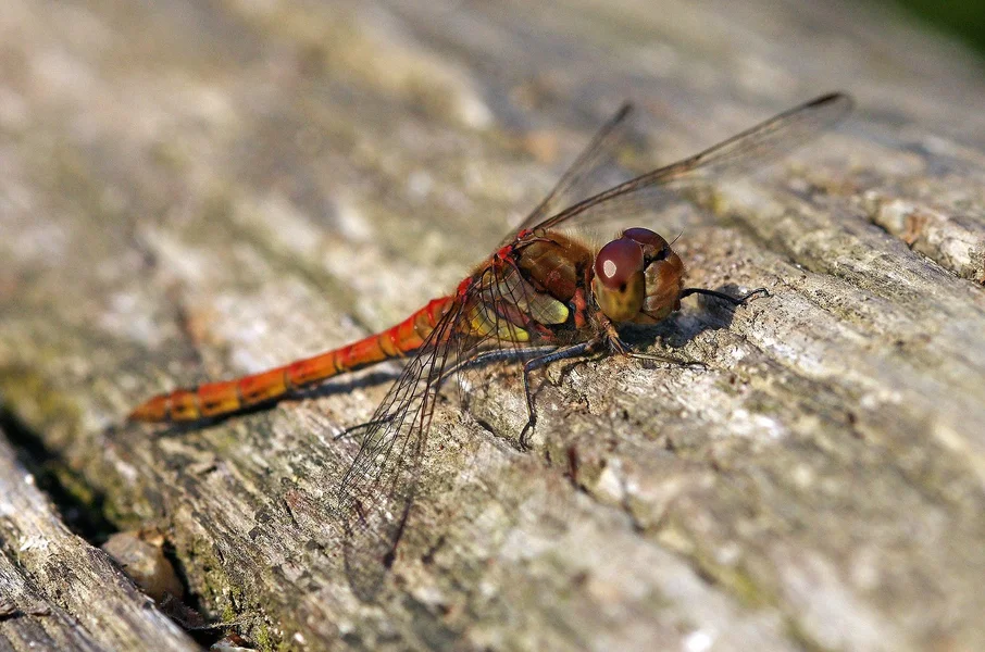 comp_Sumpf-Heidelibelle (5).webp