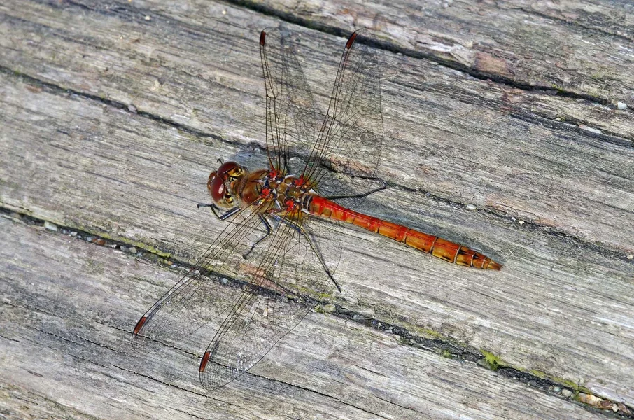 comp_Sumpf-Heidelibelle (10).webp