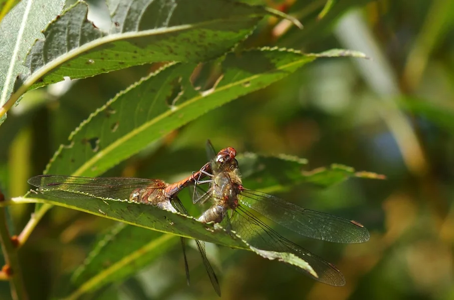 comp_Sumpf-Heidelibelle (12).webp