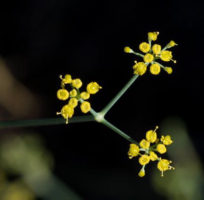 wilder Fenchel_20120930.JPG