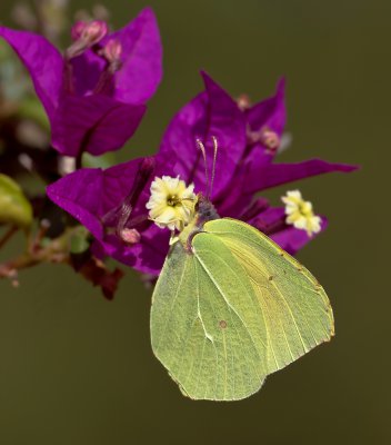 Kleopatrafalter_20121003.JPG Kleopatrafalter_20121003.JPG