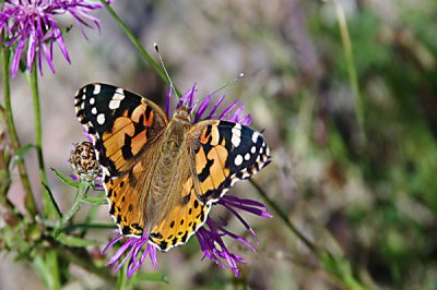 Distelfalter.jpg Distelfalter.jpg