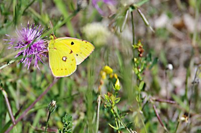 Goldene Acht1.jpg Goldene Acht1.jpg