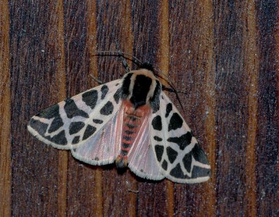 südlicher Bär_20121003.JPG südlicher Bär_20121003.JPG